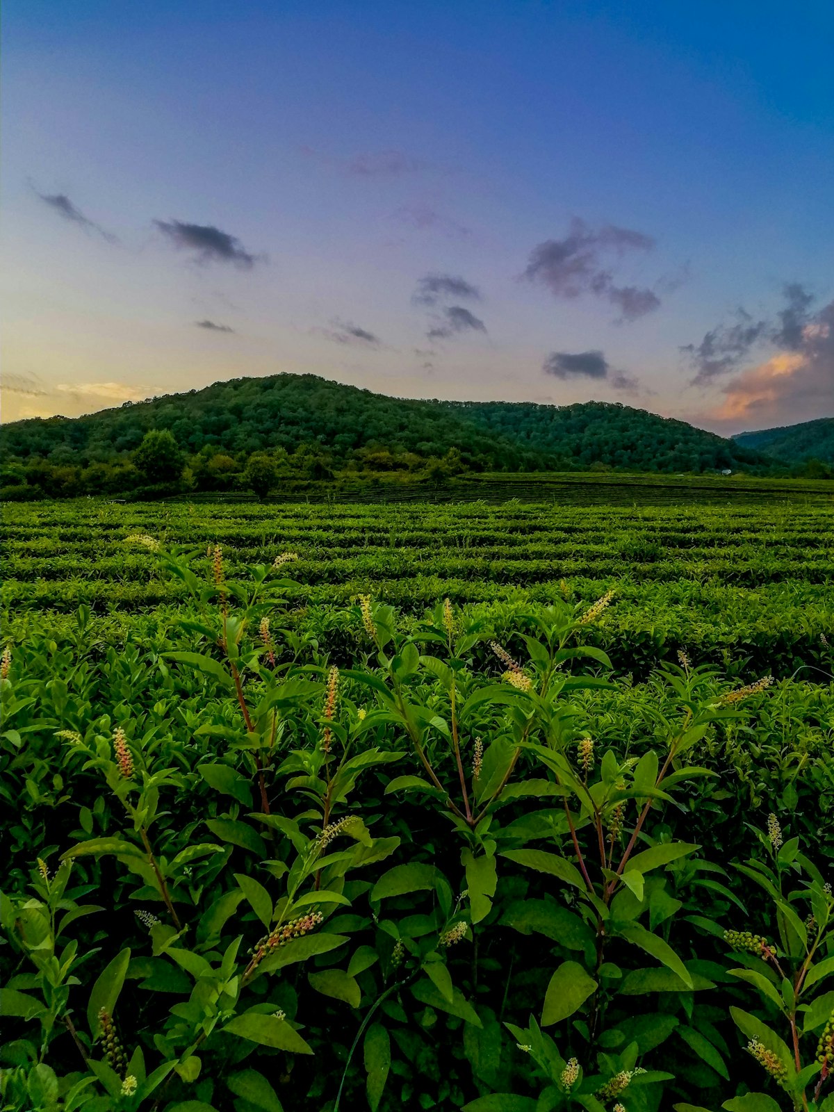 Japanese tea fields at dawn